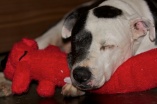 18 Tisen Napping with Red Dog