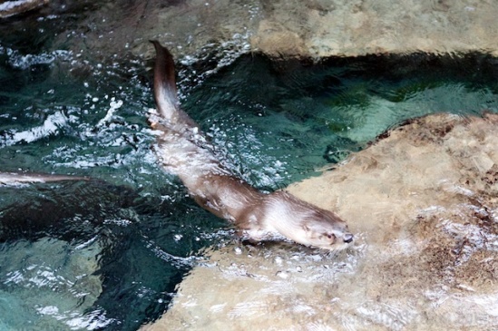 One might think the otter needed a rest, but he really was looking for a diving board