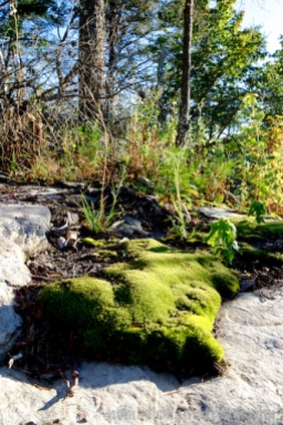 Gren moss thriving on a rock at an overlook