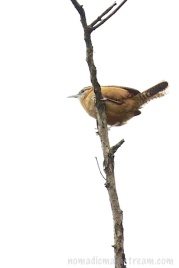 A carolina wren refused to come down lower for a better view of him