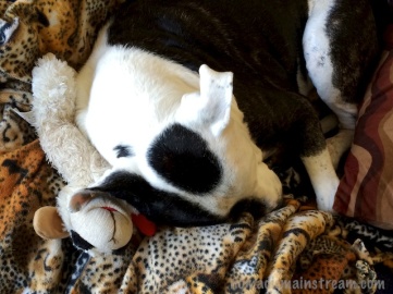 Tisen cuddling with Lamb Chop because I'm too busy working to provide a lap