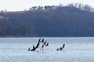 Cormorants hanging out on a convenient perch