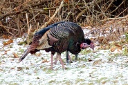 On the way out of the park, we also saw a flock of wild turkey