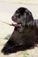 This newfie was apparently a professional dog model