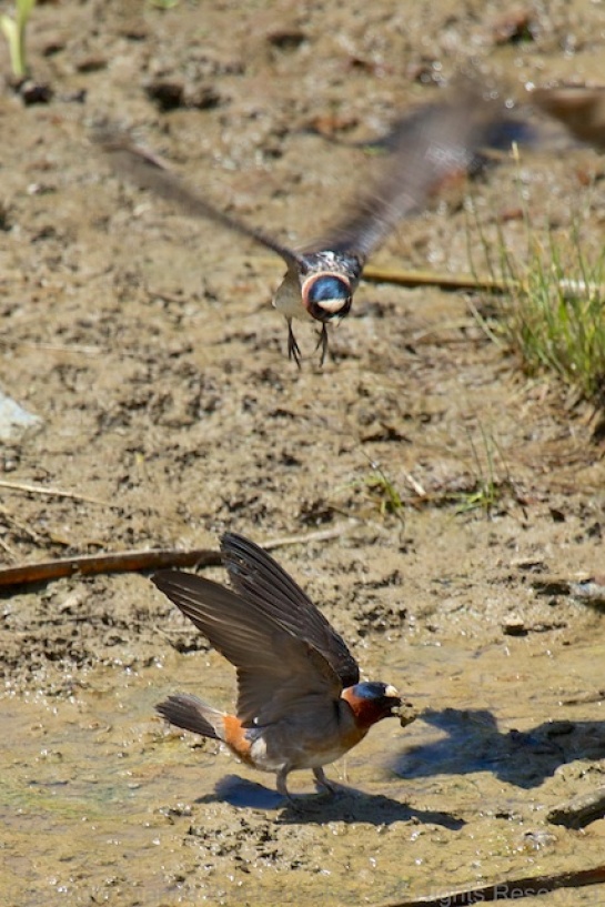 A mud-gathering cliff swallow about to suffer an aerial attack