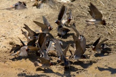 The group grows and the swallows continuously flutter their wings as they collect mud