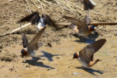 Cliff swallows gathering mud