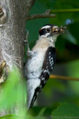 Dad downy woodpecker with a beak full of baby food