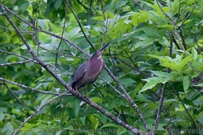 Green Heron doing his best to look like part of the tree