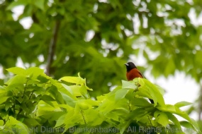 Orchard Oriole refusing to come closer so I can get a good shot
