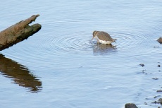 Spotted Sandpiper with an itch