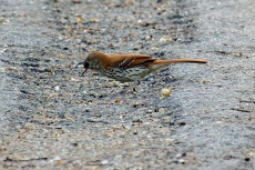 Brown thrasher choking on a mulberry