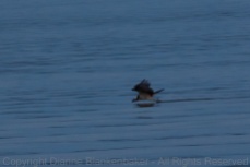 The female adult Osprey skimming the surface of the lake at dusk