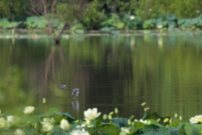 Two Belted Kingfishers streaked across Amnicola Marsh