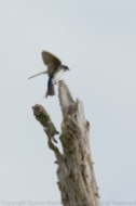 Tree Swallow adult returning to the nest