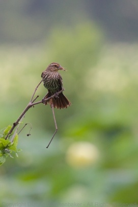 A female Red-Winged Blackbird with a tasty insect at Amnicola Marsh