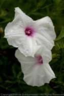Although I was setup for bird photography, I couldn't resist these morning glories (?) drenched in morning rain
