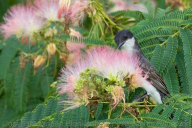 A lovely Eastern Kingbird Adult used the Mimosa blooms for cover as s/he approached me--curious about the strange lady and dog always watching the recent fledglings.
