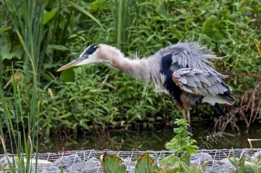Great Blue Heron doing a good impersonation of a dog after a bath at Curtain Pole Road Marsh July 2