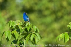 My Indigo Bunting friend finally posed in the open for me in decent light AND I managed to find focus!