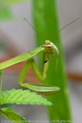 Bath time for a praying mantis hanging out amongst the blooms