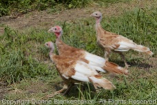 Remember Tom Turkey? These are 3 of his offspring.