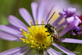 Mysterious Pollinator