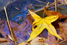 A bright yellow leaf lying alongside Bald River