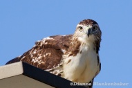 This red-tail hawk has been hanging out in the 'hood for the past couple of weeks